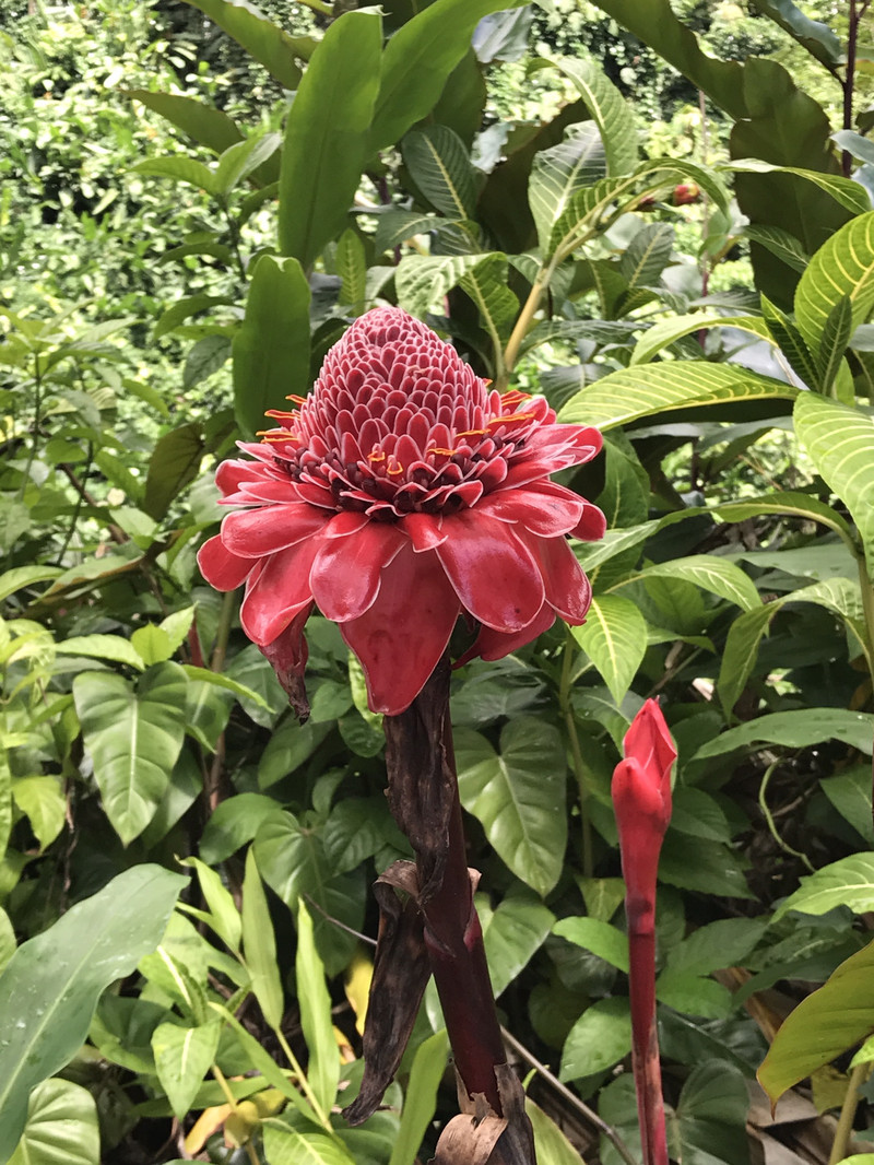 夏威夷,年少时代心中一个遥远的花园秘境,我来了