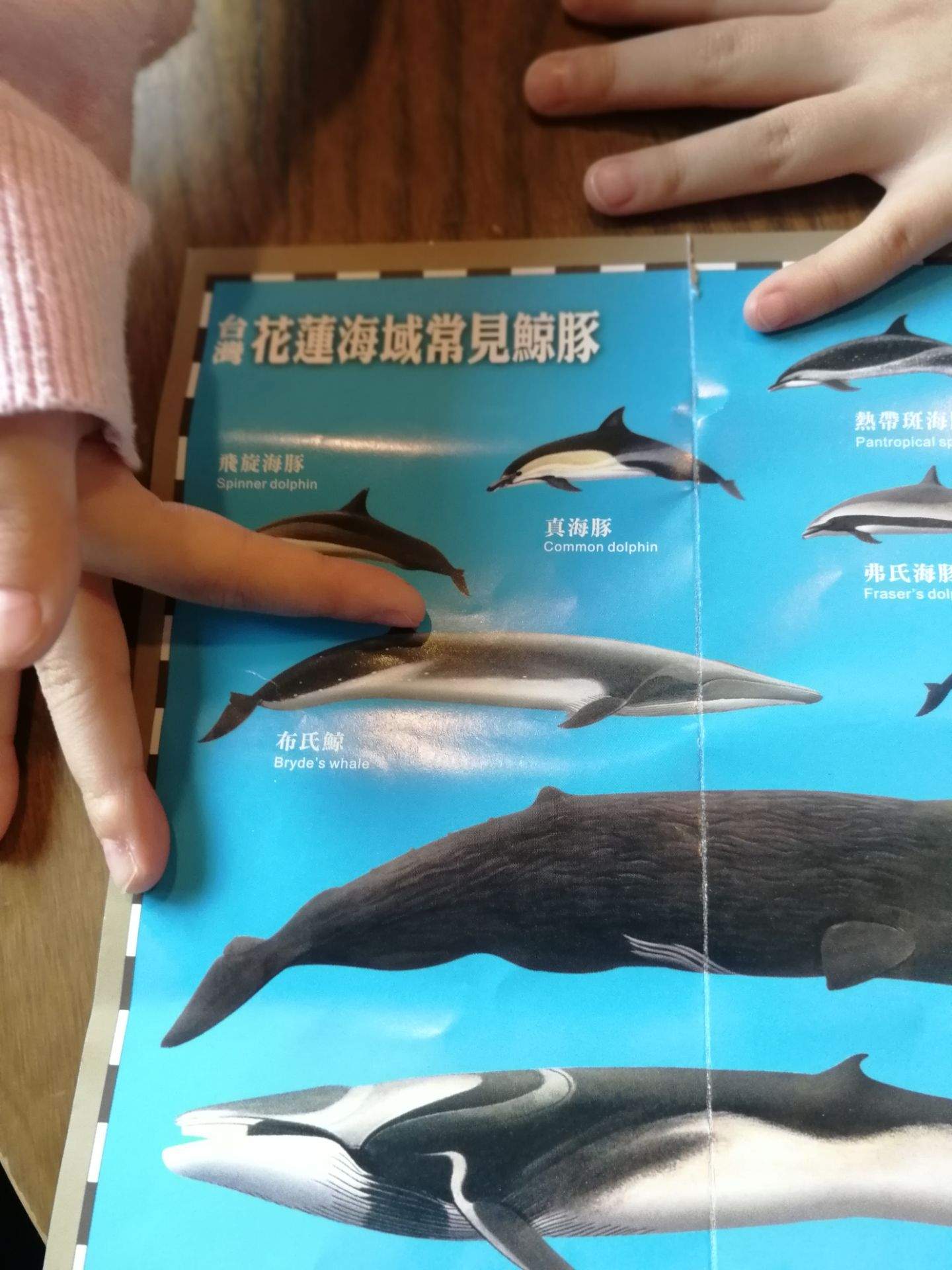 台湾花莲半日游 出海赏鲸豚花莲赏鲸市内可上门接送专业导览全程解说 线路推荐 携程玩乐