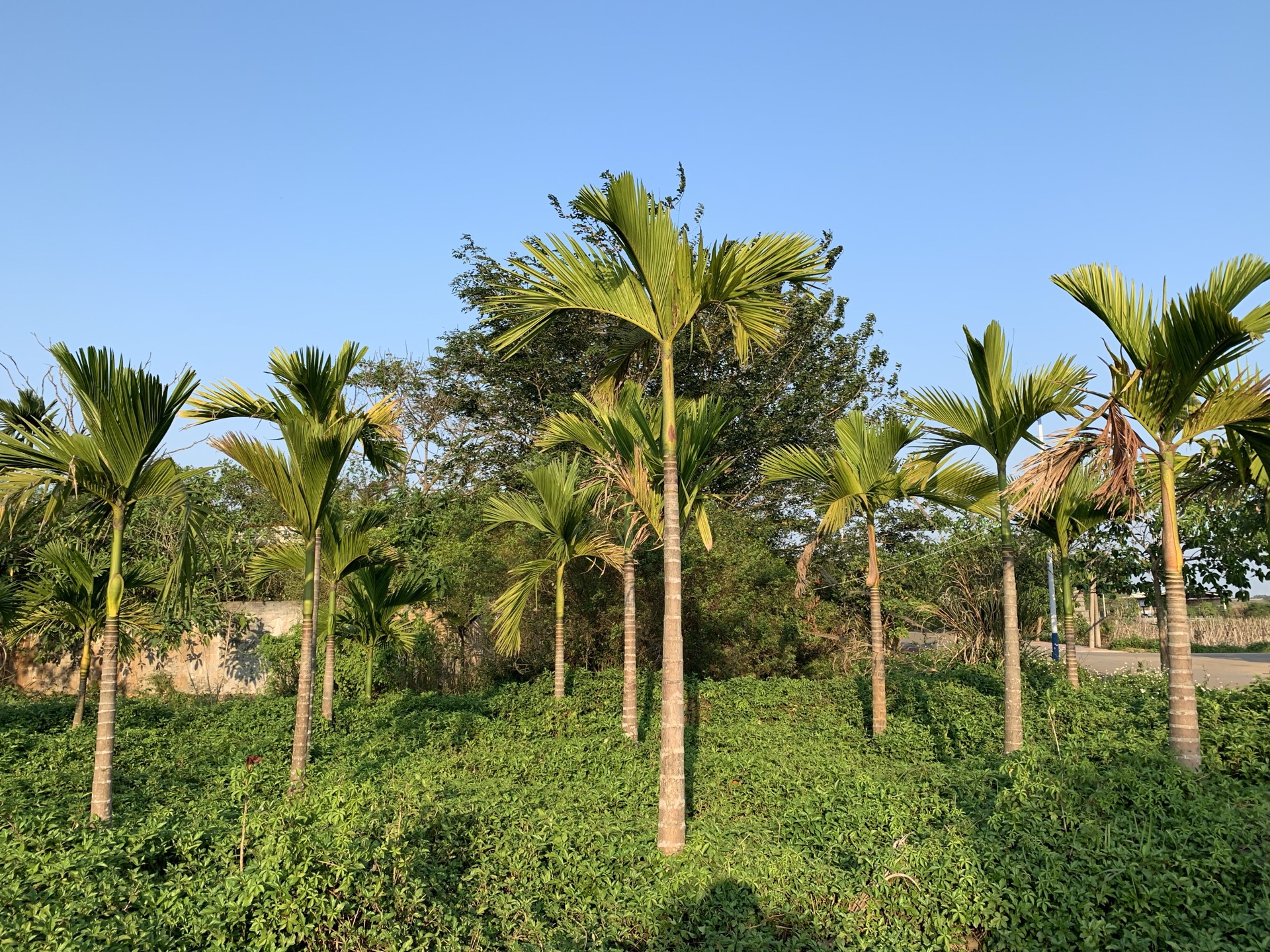 罗驿古村