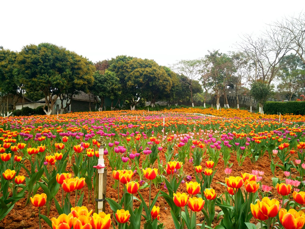 東莞人一年一度的賞花,採摘盛宴,在松山湖生態園-夢幻百花洲開展.