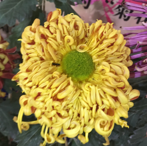 金掌承露,花黄色,花瓣卷曲,外轮花瓣下垂微卷.