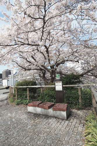 春游日记,当樱花遇上满开