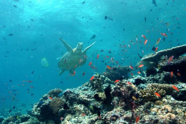 Guide to Semporna Island: Perfect Islands Near Semporna in Malay 2020