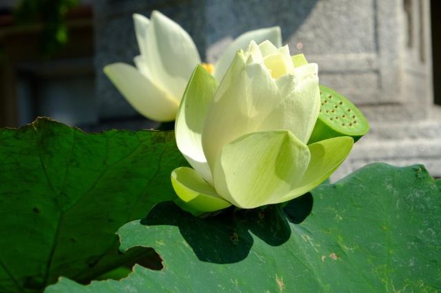 京都大莲寺攻略 京都大莲寺门票 攻略 地址 图片 门票价格 携程攻略