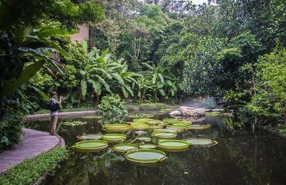 廈門廈門園林植物園攻略,廈門廈門園林植物園門票/遊玩攻略/地址/圖片