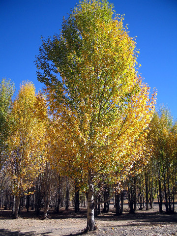 川,滇大香格里拉环线金秋之旅