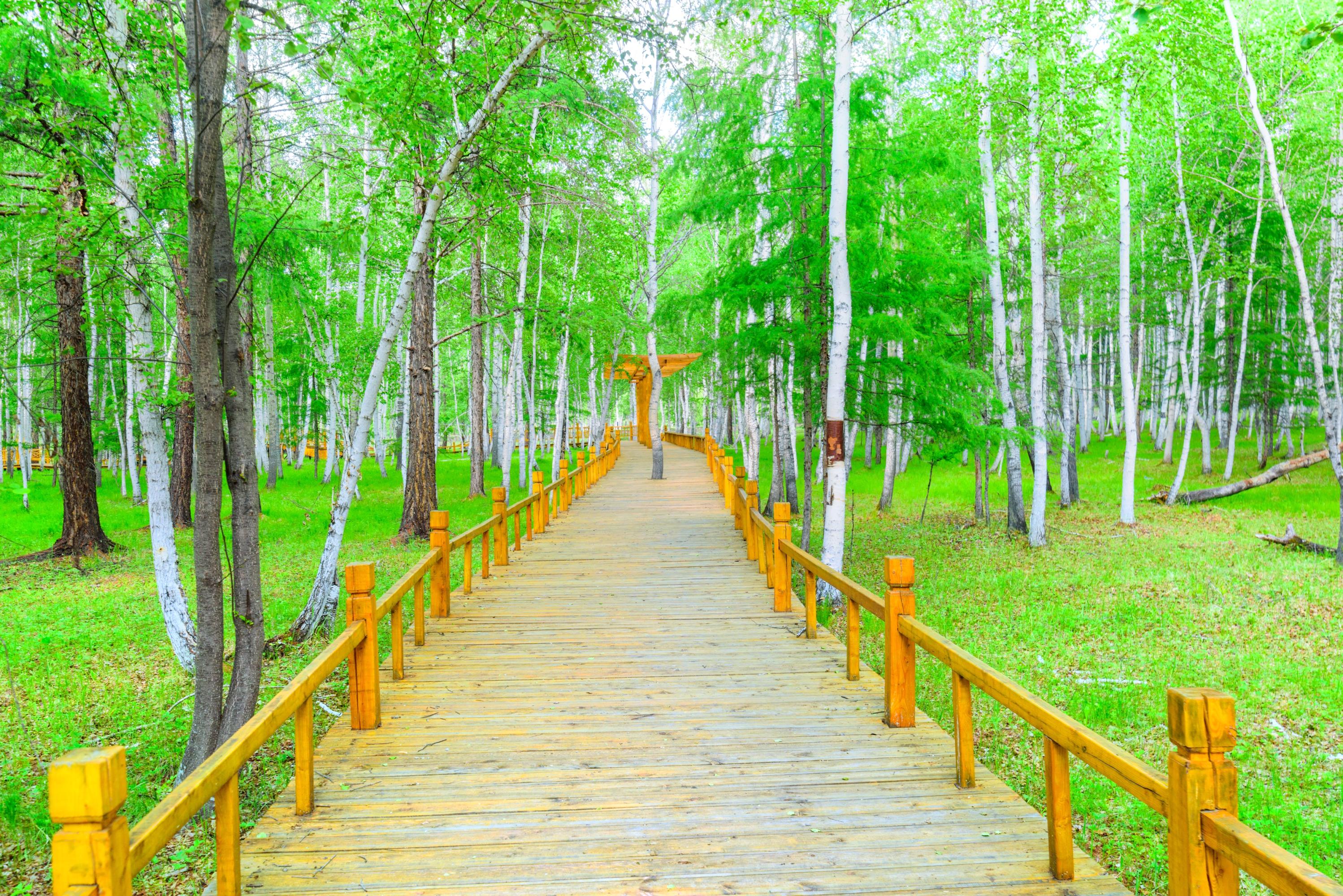 白桦林景区
