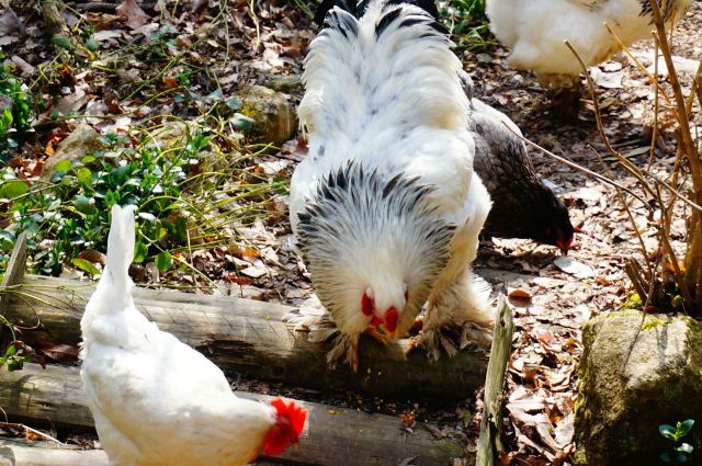 脚趾头上都长毛的鸡