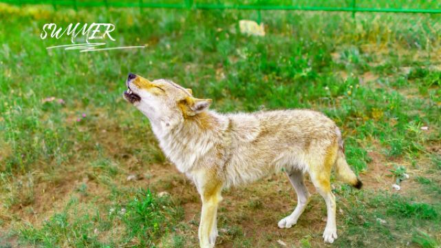 走近《狼图腾》拍摄地,梦圆天边草原乌拉盖