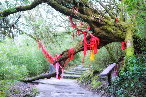 据说在唐代以前名为"鬼谷",因谷中长出一株神树,似石又似木,通体碧透