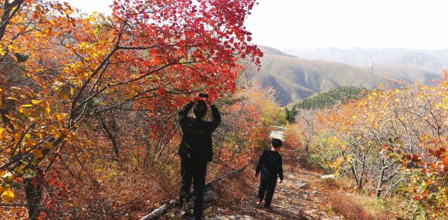 林州太行黄花山