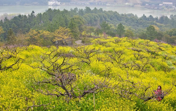 石城山桃花劫︱最美江南云雨中寻芳 - 湖州游记
