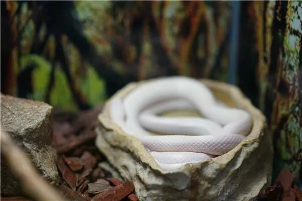 蛇属于虫子吗 100k0x000000kx2ac8309_R_800_10000_Q90.jpg?proc=autoorient