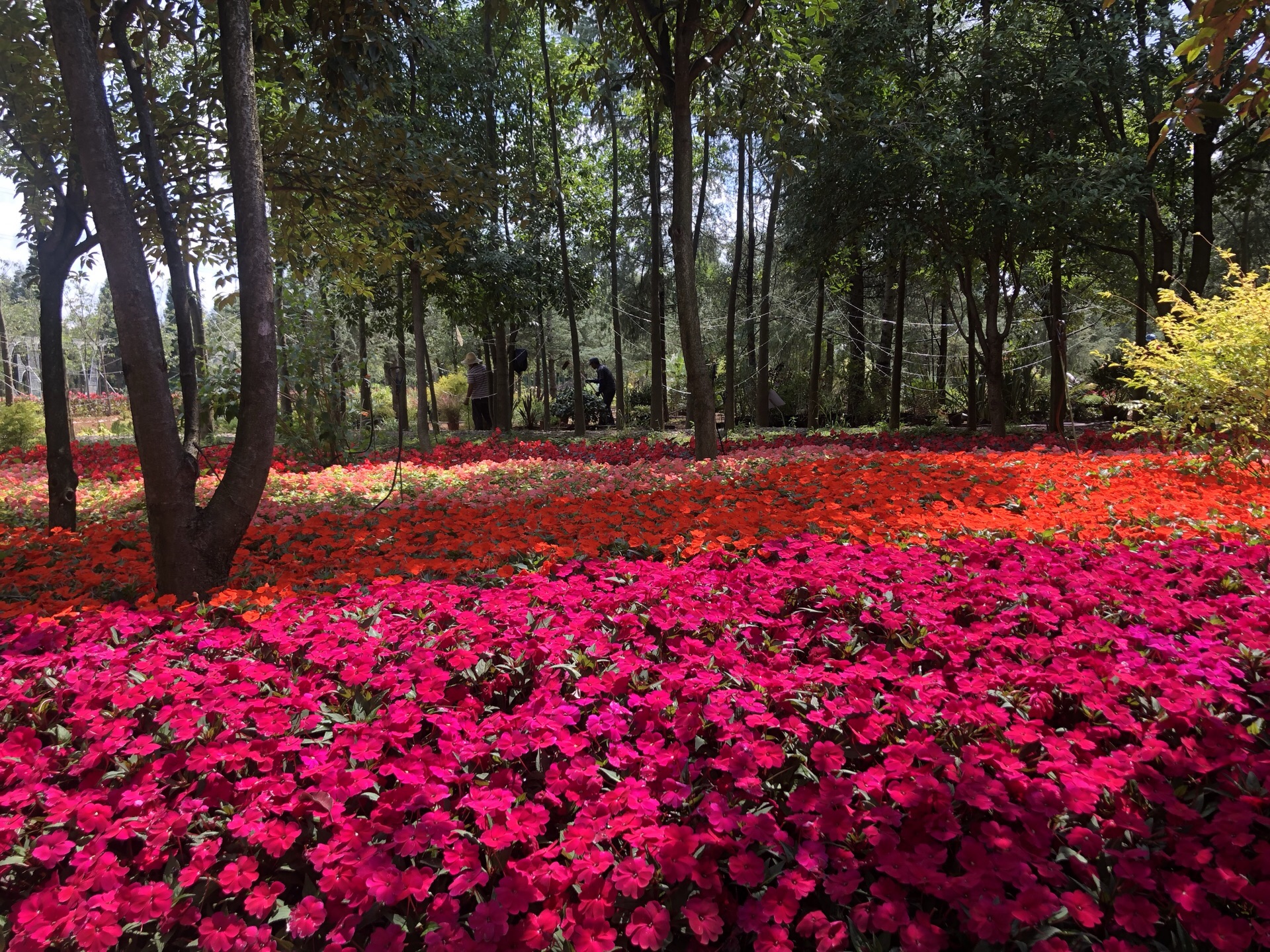 花仙子花园