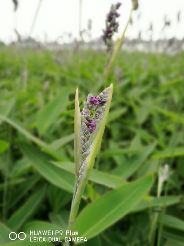 上海迪士尼乐园外围游(6.16)