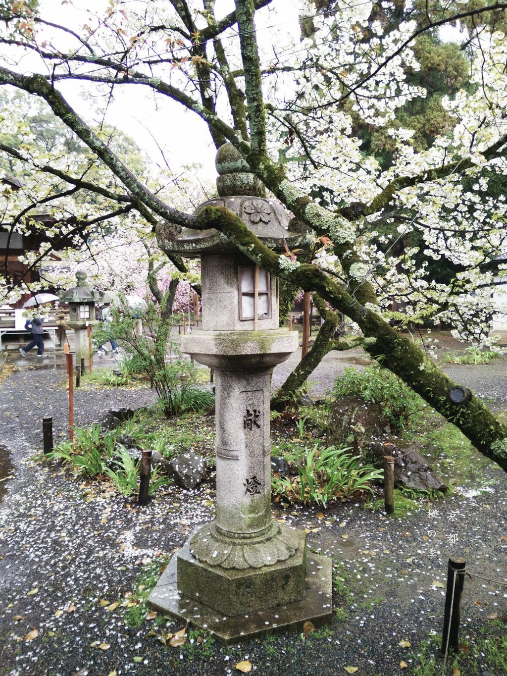 京都平野神社