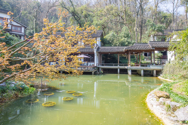 烟雨江南,跟着西湖龙井去旅行【首发】