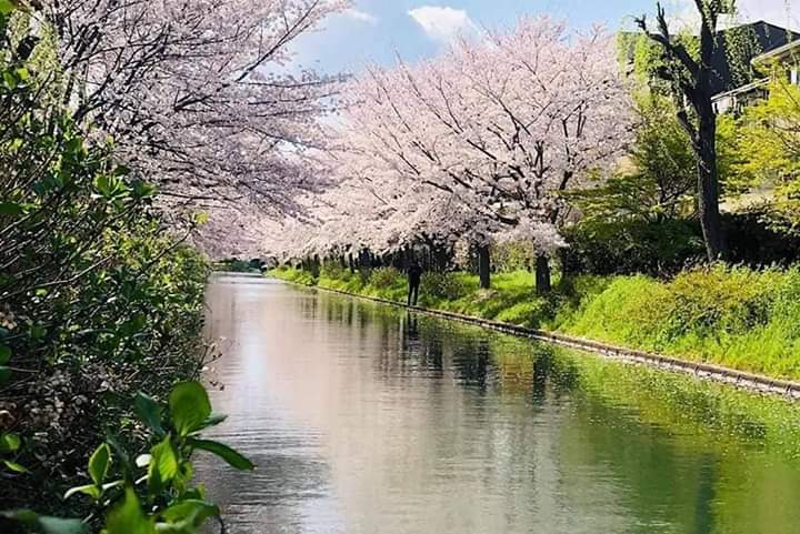 京都伏见十石舟攻略 伏见十石舟门票价格多少钱 团购票价预定优惠 景点地址图片 携程攻略