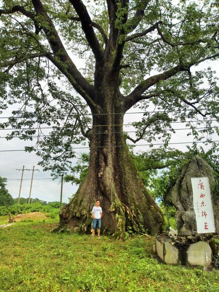 木棉王