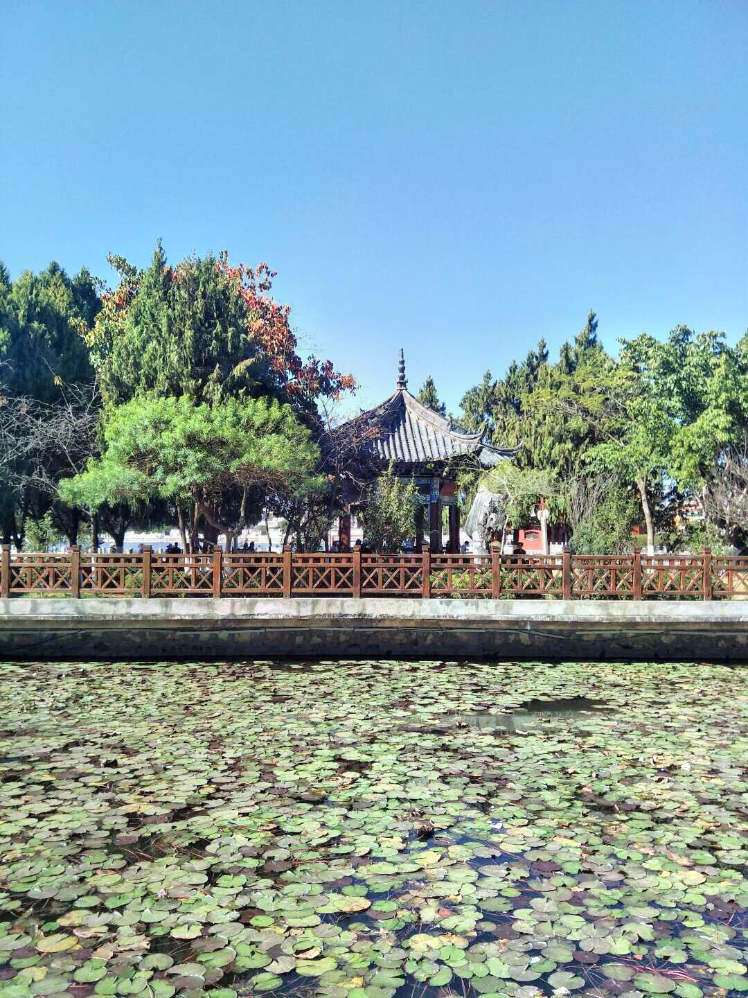 鄱阳湖花海