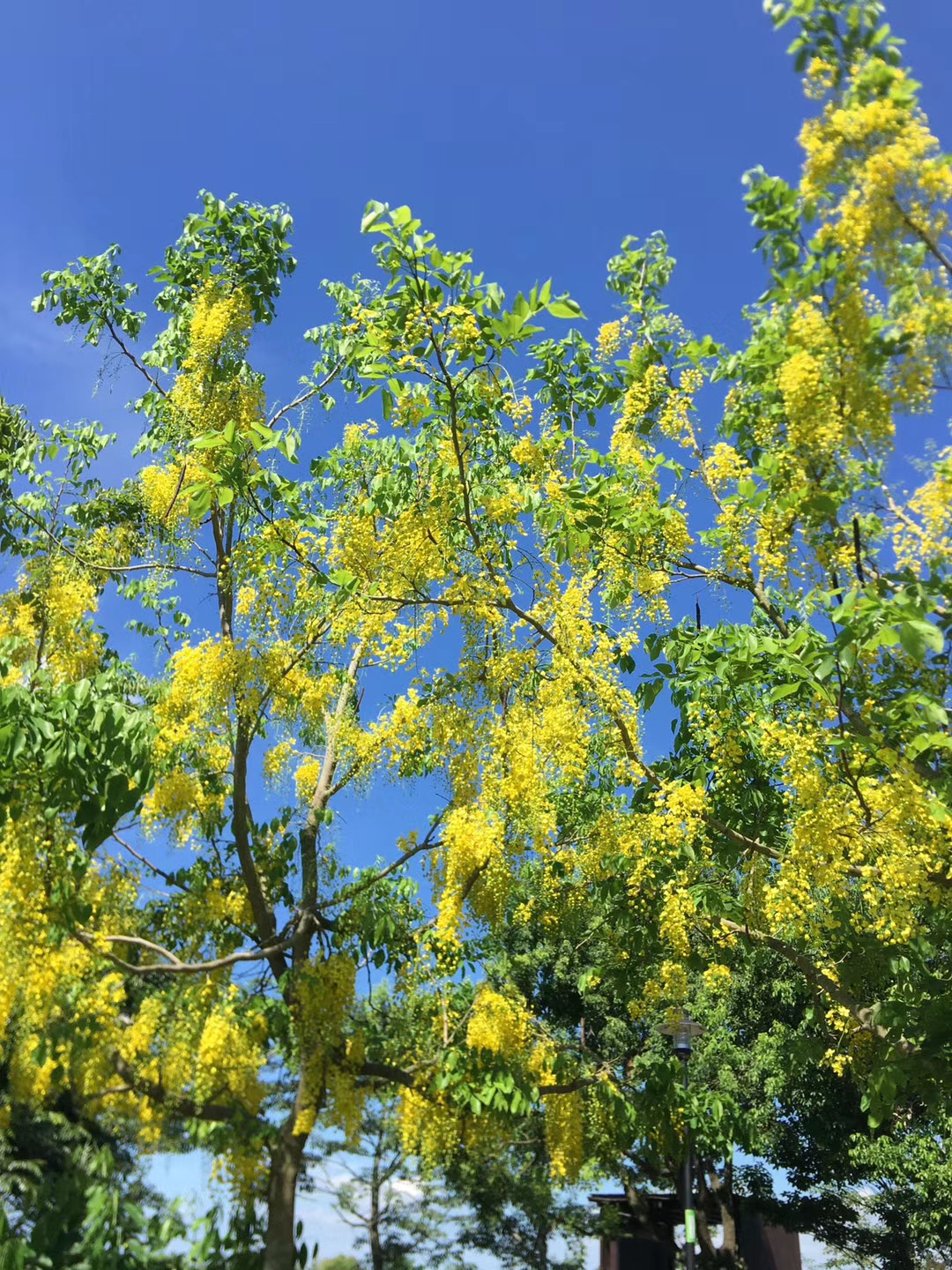 白河莲花季