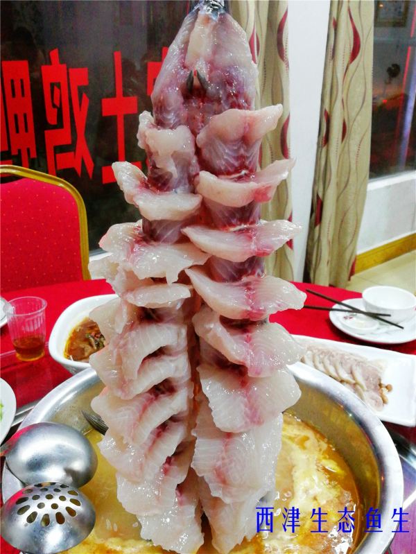 感受神秘的西津水库吊水鱼