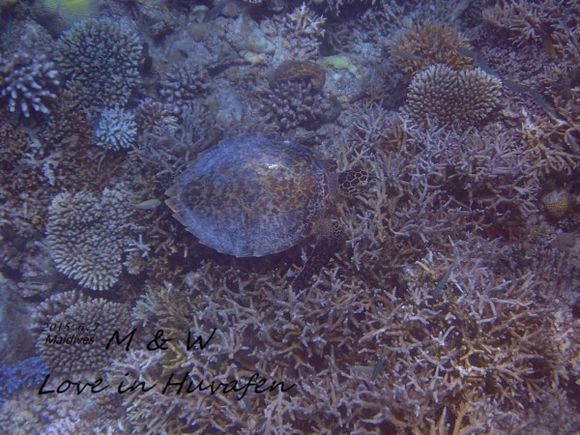 那个你 那个我 那个芙花芬 Huvafen Fushi芙花芬岛游 芙花芬岛游记攻略 携程攻略