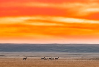 昆仑山口+可可西里+玉珠峰+无极龙凤宫一日游【拼包车游】【1，达人带队，精选线路，深度体验，创新玩法，贴心管家，摄影帮手，路上美景随走随停！】