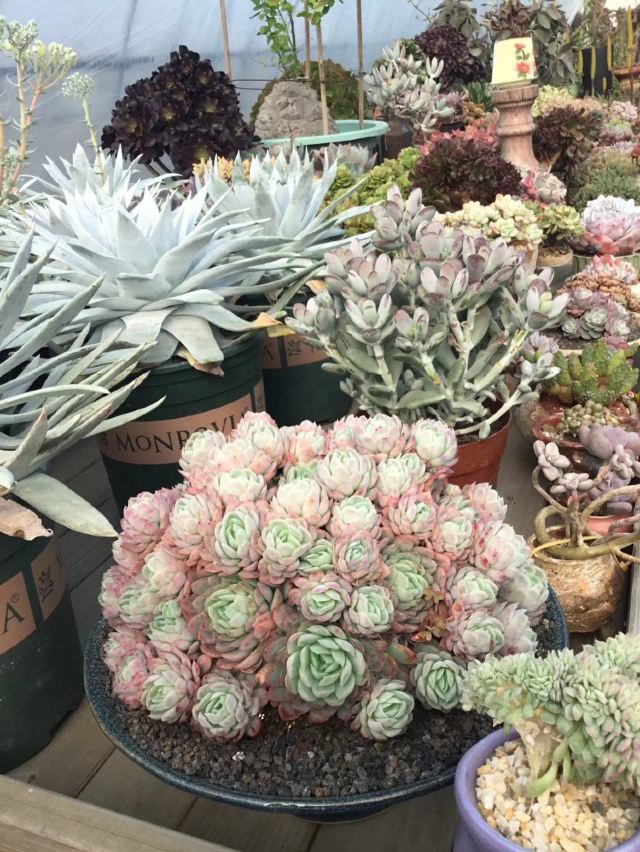 上海景天阁多肉植物大棚攻略 上海景天阁多肉植物大棚门票 攻略 地址 图片 门票价格 携程攻略 上海景天阁多肉植物大棚攻略 上海景天阁多肉植物大棚门票 攻略 地址 图片 门票价格 携程攻略
