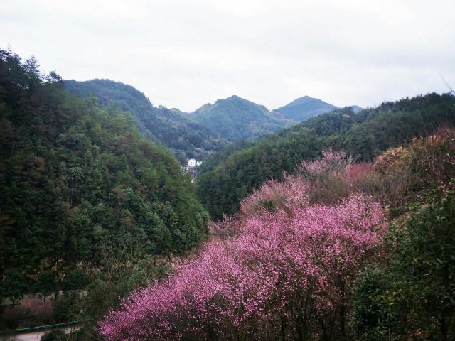 賣花漁村