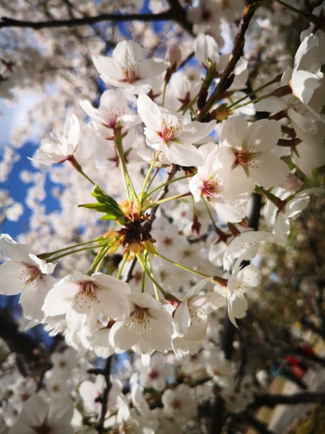 北京梨花村攻略 北京梨花村门票 游玩攻略 地址 图片 门票价格 携程攻略