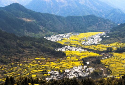 婺源包车一日游【北线  当地司机 随走随停】【中途不增加费用/不进店/游玩时间不受限制/纯玩】