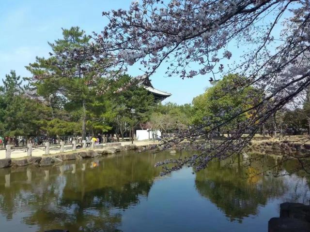 大阪大阪城梅林攻略 大阪大阪城梅林门票 游玩攻略 地址 图片 门票价格 携程攻略 大阪大阪城梅林攻略 大阪大阪城梅林门票 游玩攻略 地址 图片 门票价格 携程攻略