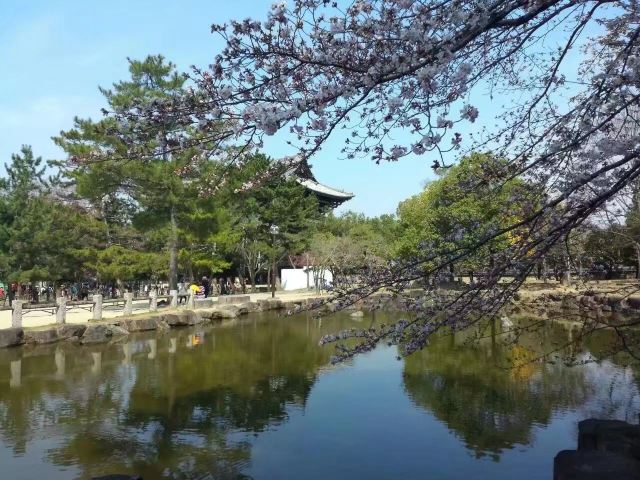 大阪大阪城梅林攻略 大阪大阪城梅林门票 游玩攻略 地址 图片 门票价格 携程攻略