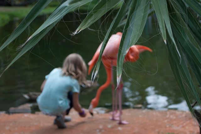 Hand Feeding Flamingo A Guide To Sarasota Jungle Gardens Travel