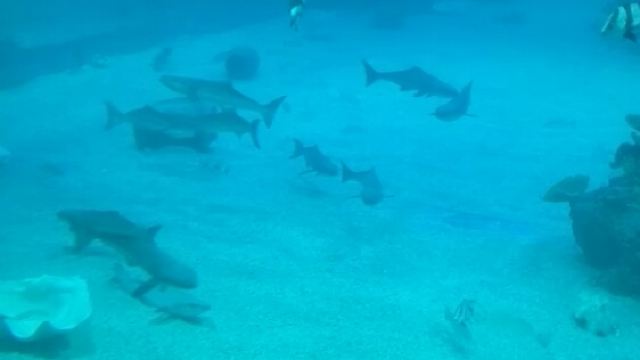 100p070000002ptc49C33_D_640_360.jpg