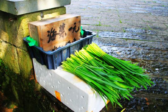 这是亥菜,鼓岭四宝之一,一块钱一扎,马云的无人超市估计是看见这个
