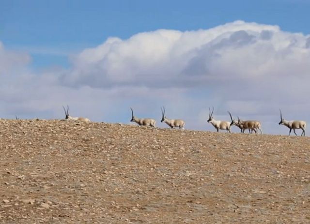 可可西里藏羚羊观景台