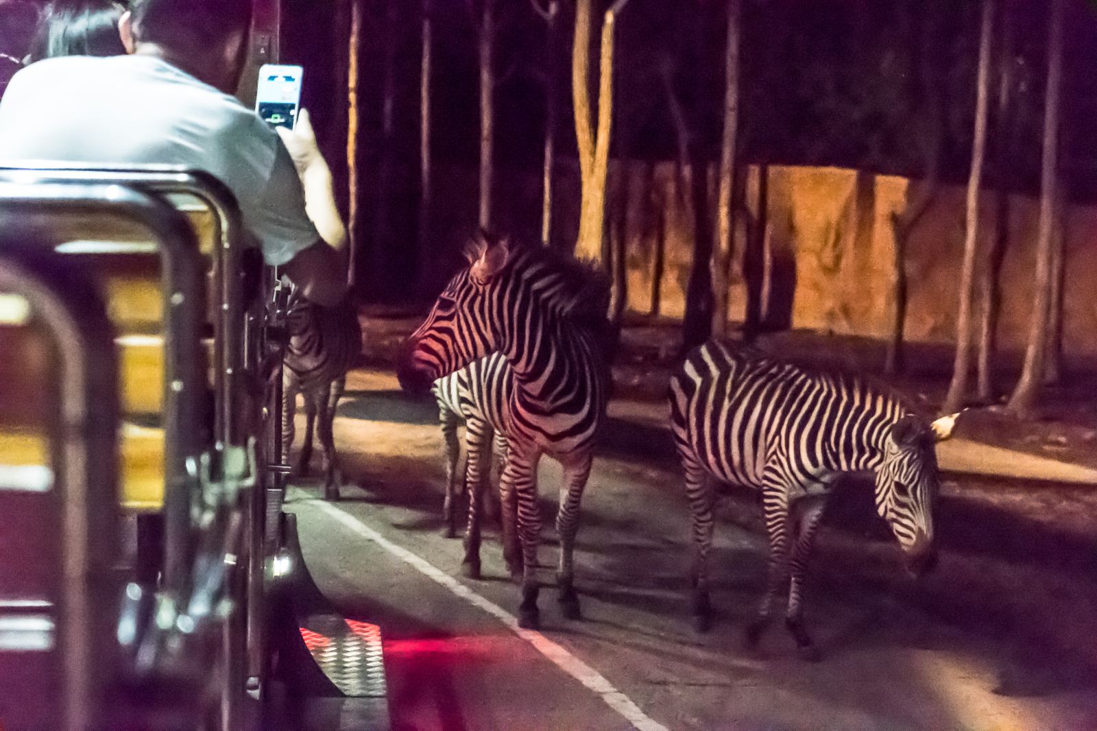 泰国清迈夜间动物园 เชียงใหม่ไนท์ซาฟารี