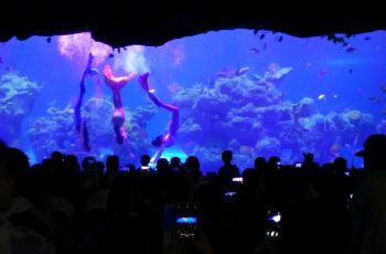 【携程攻略】新华联大白鲸海洋公园门票,芜湖