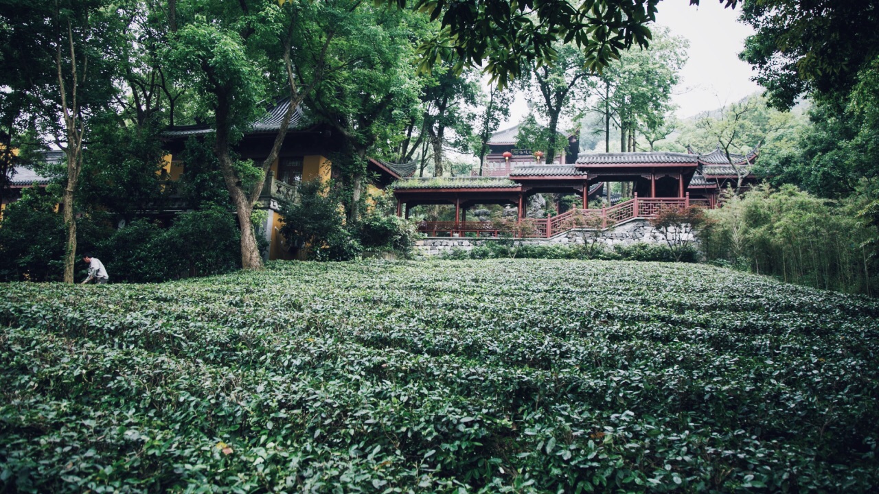 #元旦去哪玩 杭州☀️最具杭州气质的深山密林里的禅寺茶苑
