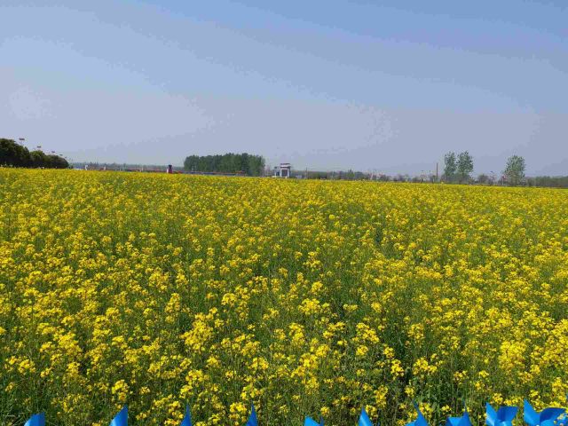 武漢蔡甸消泗油菜花攻略,武漢蔡甸消泗油菜花門票/遊玩攻略/地址/圖片