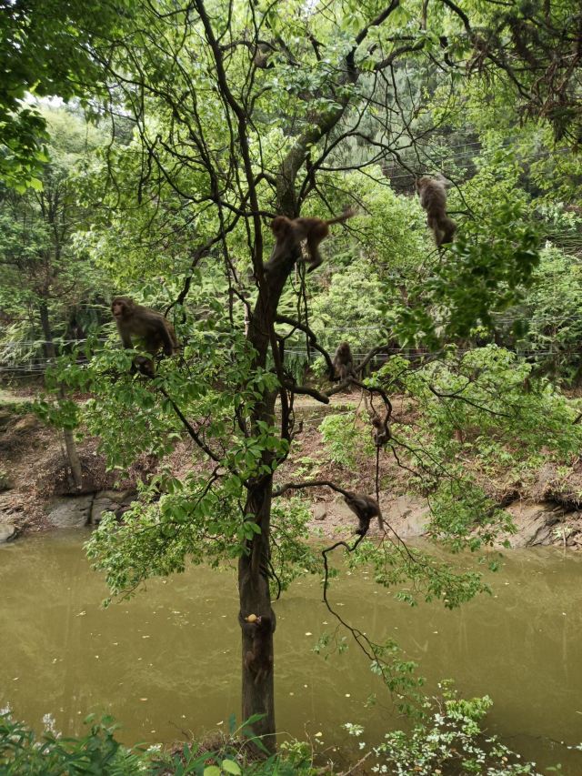 临峰山郊野公园