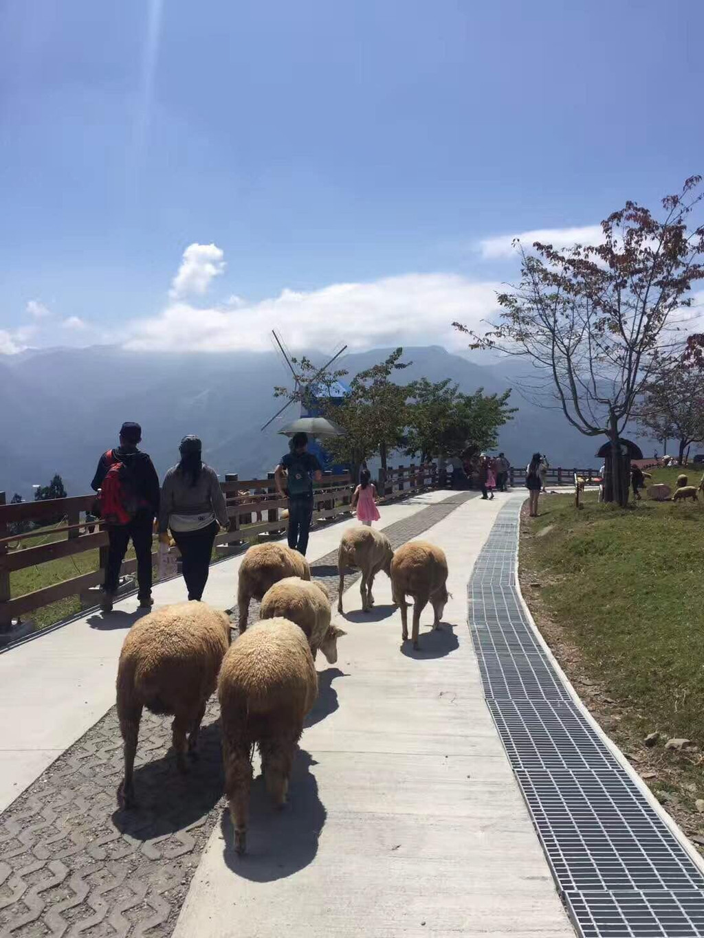 清境青青草原