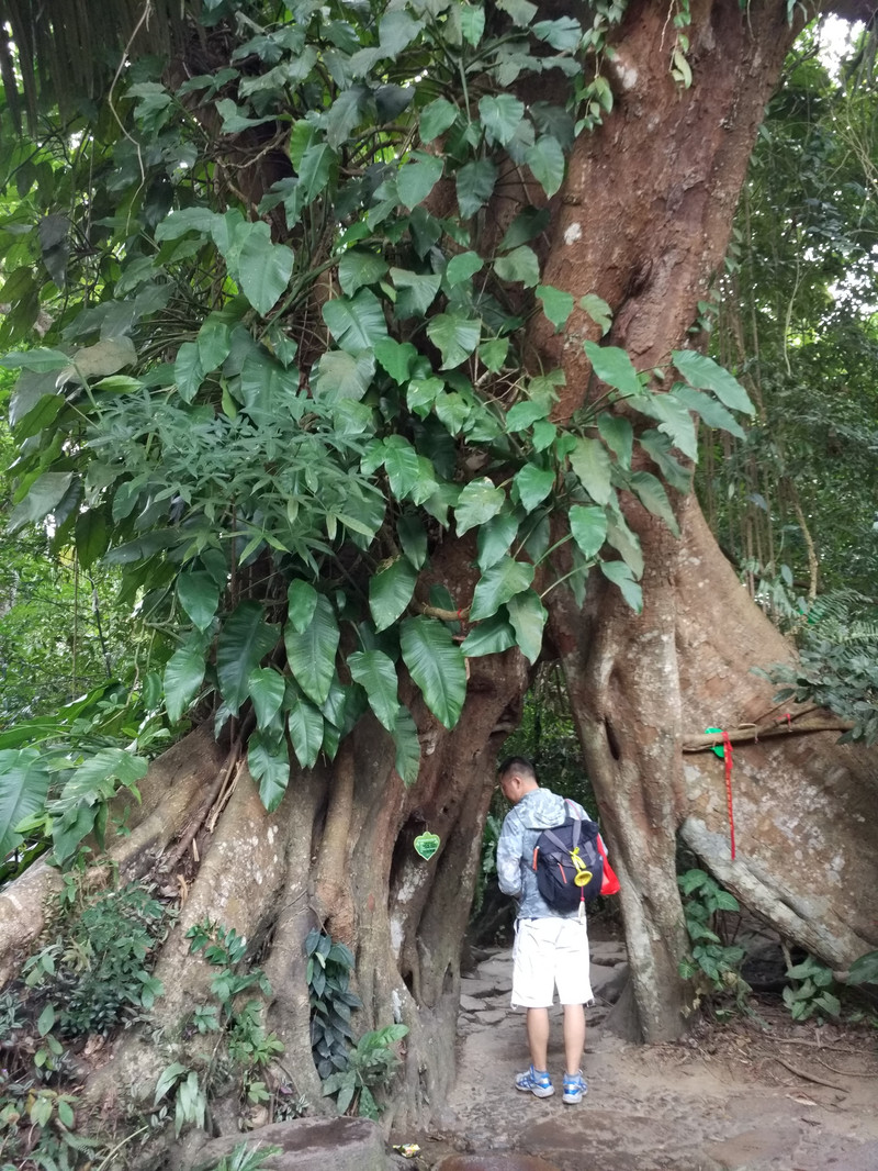 游玩过的三亚景点（一）——保亭呀诺达雨林文化旅游区 - 保亭游记攻略