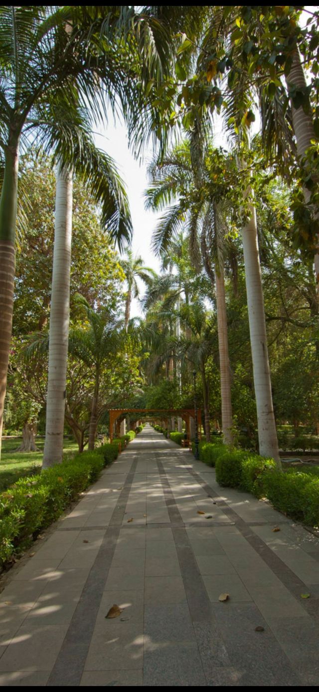 阿斯旺植物园区