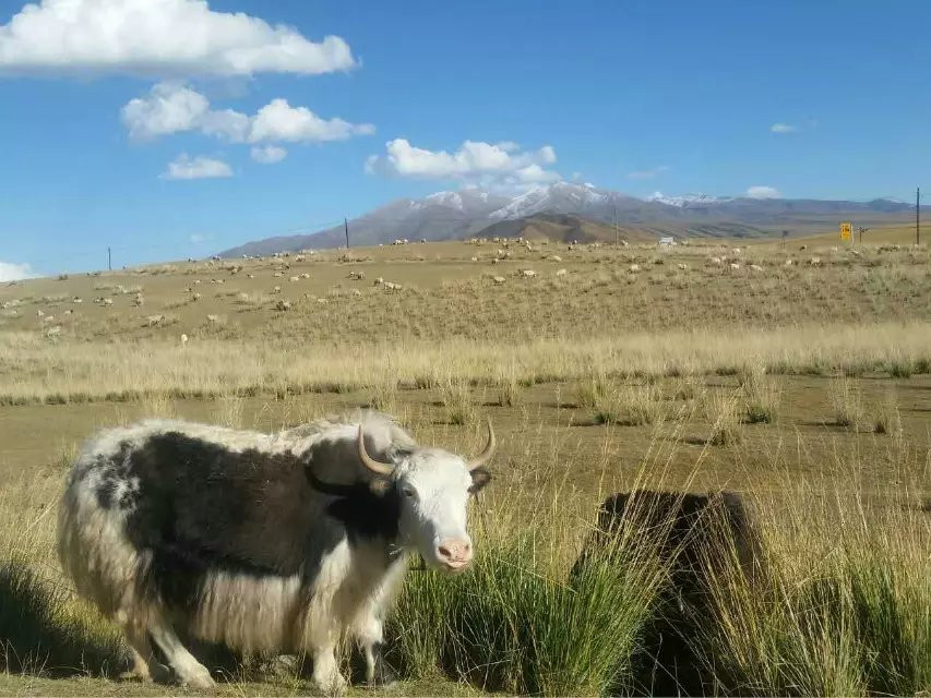 可爱的犛牛!无比淡定看著我们的车缓缓经过.
