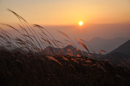 庆元双苗尖苏湖的高山草甸