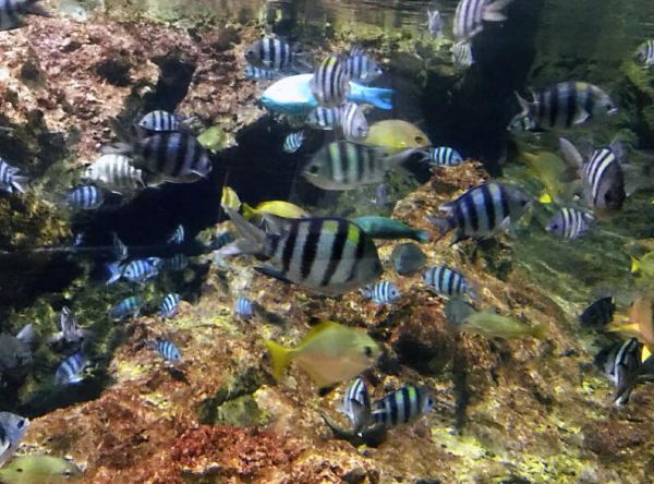 目的地攻略 国立海洋生物博物馆 没想到在台湾 在垦丁 还可以这样玩 Yhouse悦会