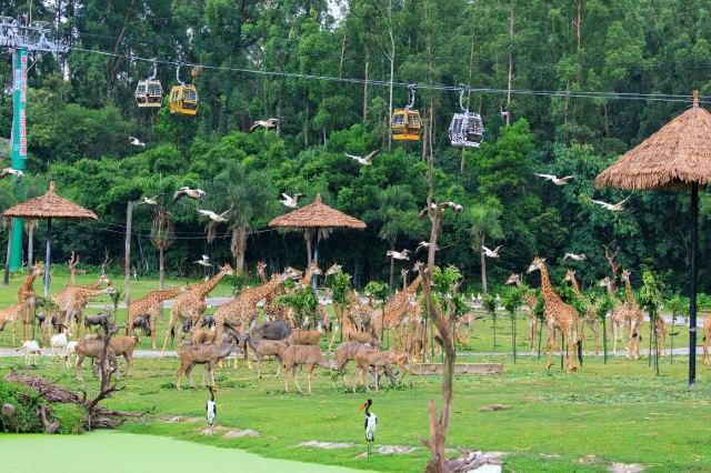 Chimelong Safari Park Guide: Facts and Useful Information travel notes ...